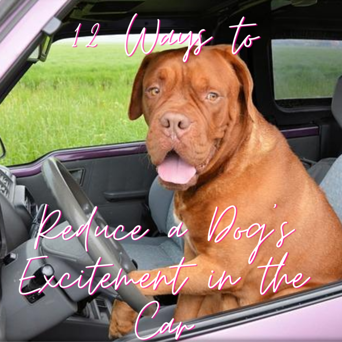 Many dogs are too excited in the car, and dog owners may wonder about how to calm down these fellows. Short of giving your dog some soothing chamomile tea, what is left? Fortunately, there are many strategies to help your dog out.