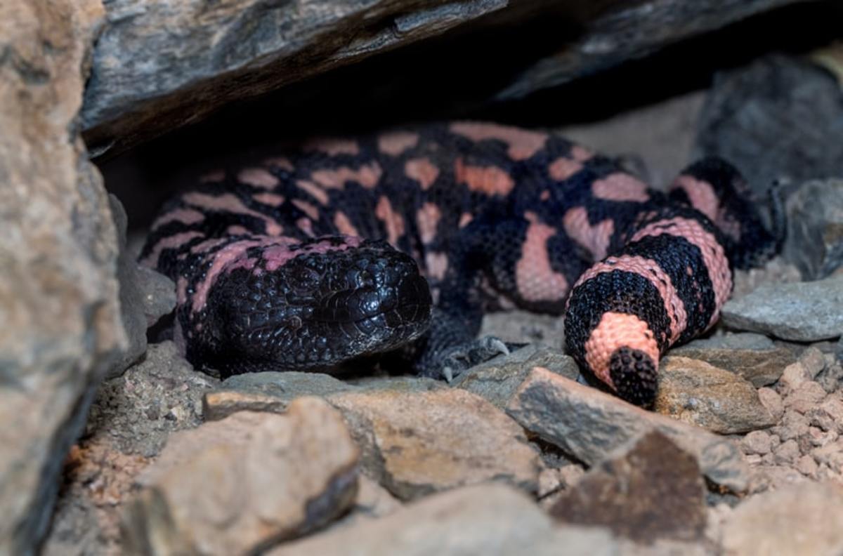 The Gila monster is one of the only truly venomous lizards in the world.