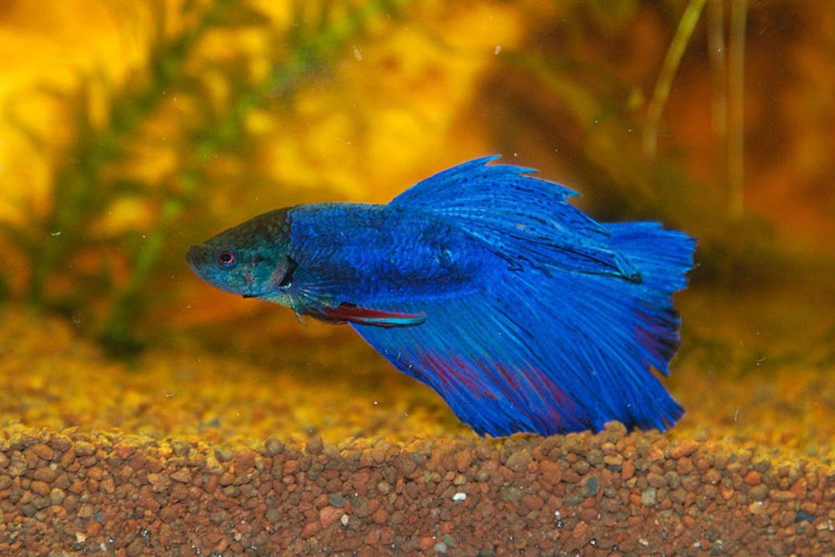 Betta fish may do okay in a community tank, but usually they are better off living alone.  