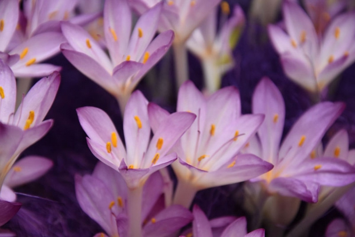 An autumn crocus is beautiful and extremely easy to grow. All parts of it, however, are equally and intensely poisonous.