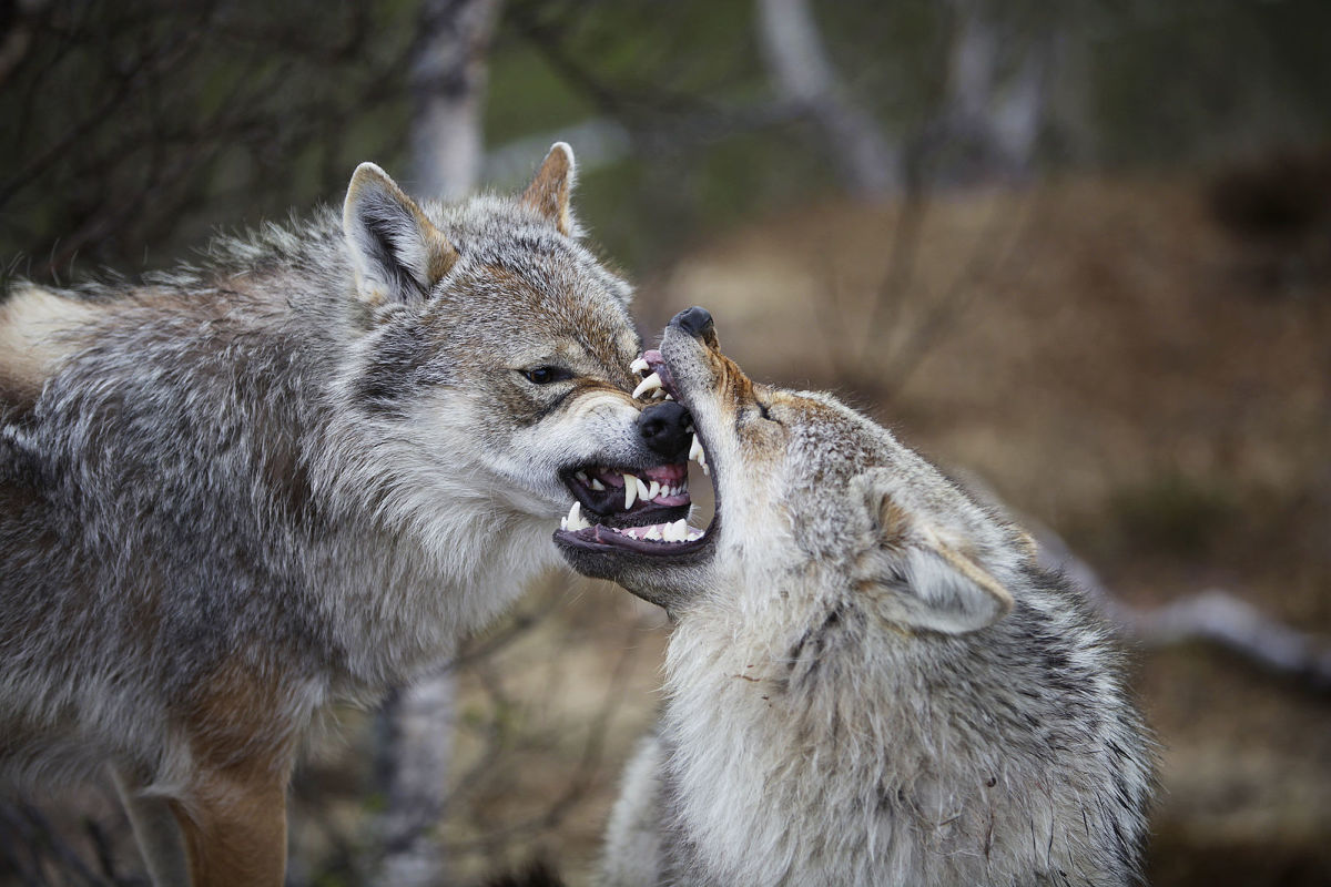 Wolf packs have strict hierarchies, and occasionally, members will battle for dominance. 