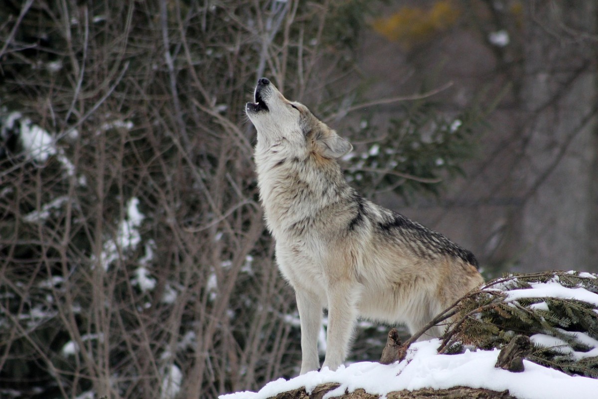 The howl is the wolf's most iconic vocalization, but like domestic dogs, they whimper, bark, and growl as well. 