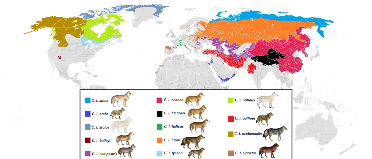 This map shows gray wolf distribution by subspecies.