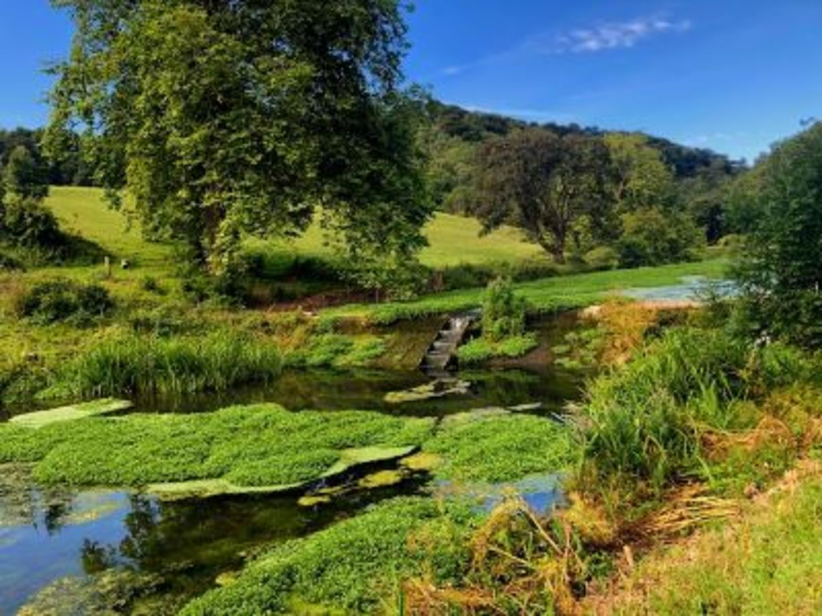 Searching for the Elusive Salmon on Vale Trail 6 Walking in the Vale
