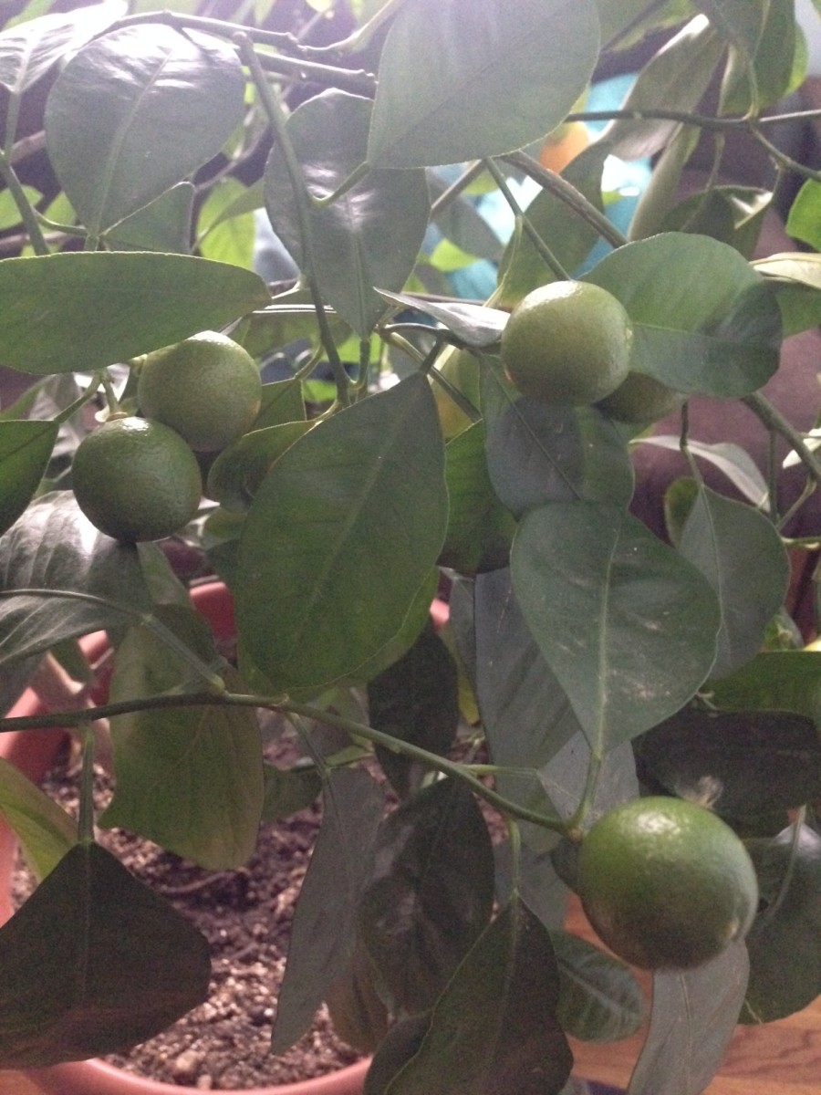 Here's one of my trees just six months into fruiting.