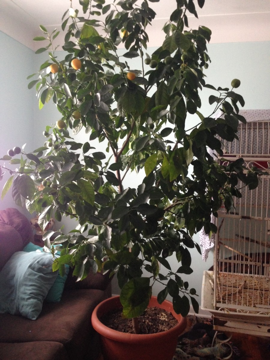 Here is my six-year-old dwarf calamondin orange that reaches over 6 feet tall—I've even placed it on wheels for easy transportation!