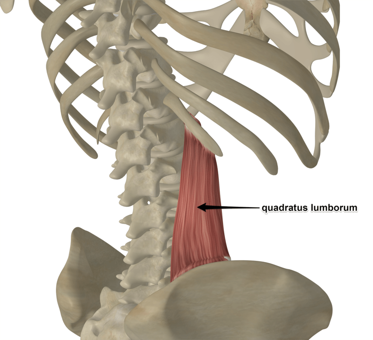 QL muscle. notice the shape and attachment points