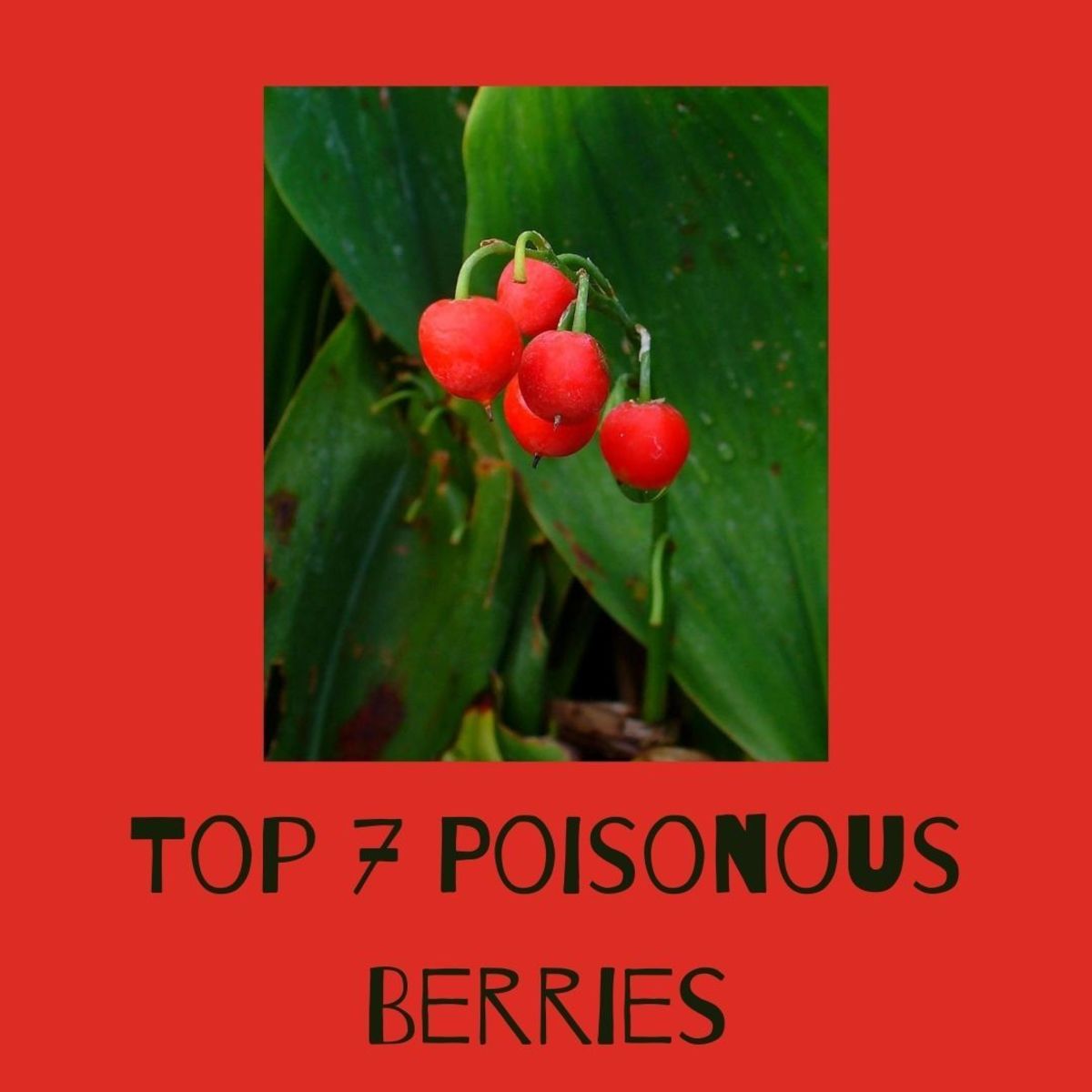 Poisonous Plants With Red Berries