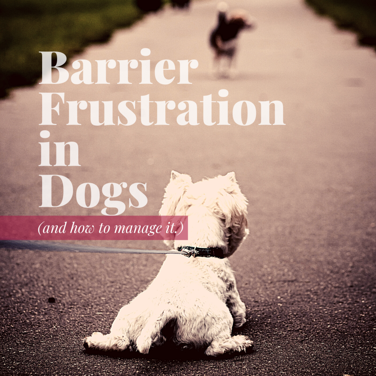 Understanding Barrier Frustration in Dogs PetHelpful