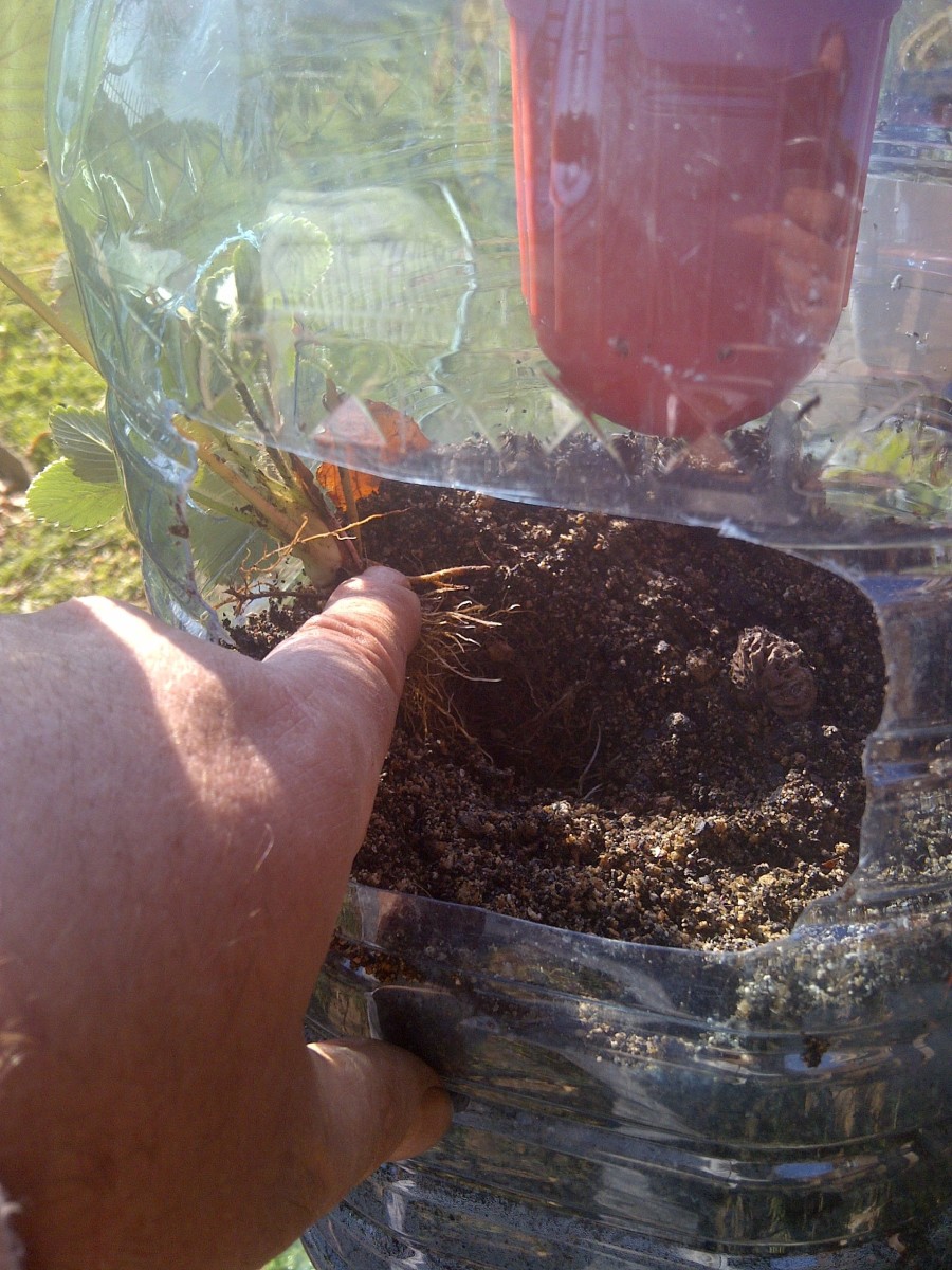 Make a little hole with your finger and place the plant inside the hole, with the roots as deep as possible.