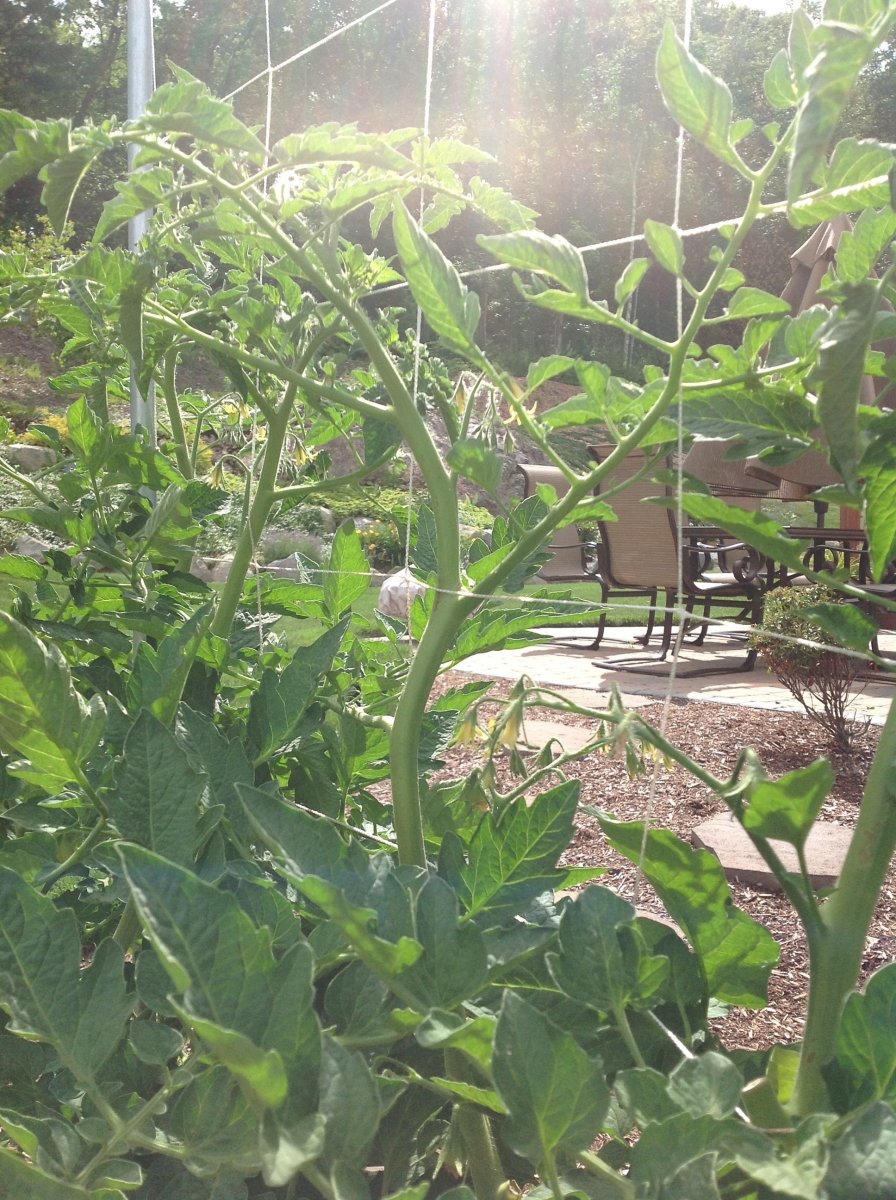 Tomato plants growing up the DIY trellis.