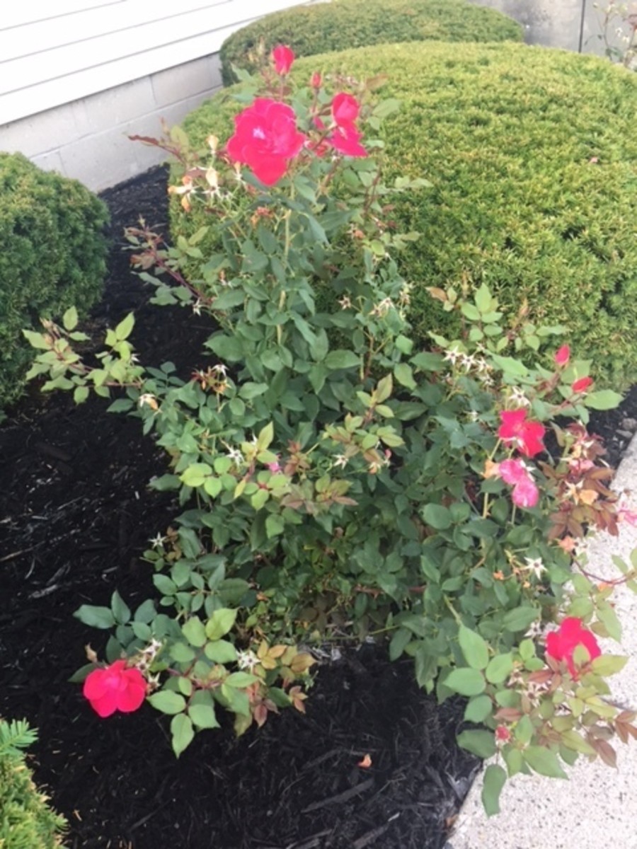 Knock Out roses paired with evergreen shrubs. 