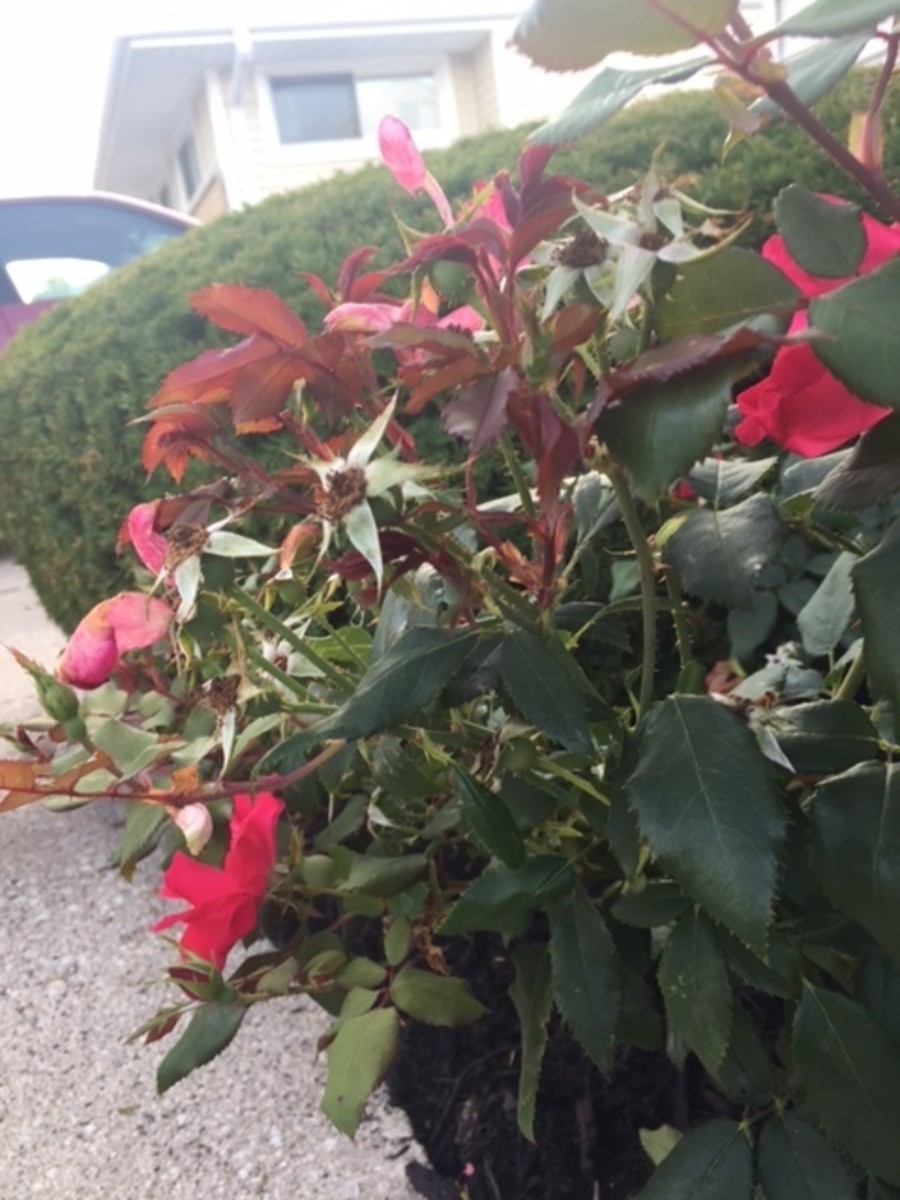 Some red growth on roses is normal. If the red growth develops misshapen leaves and blooms, it is likely rose rosette disease, and you will need to replace the plant. 