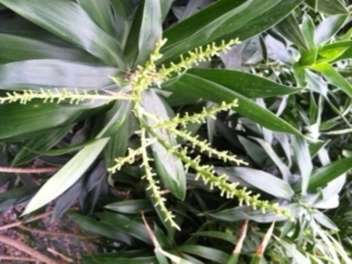 A Dracaena Reflexa plant with its spiraling leaves