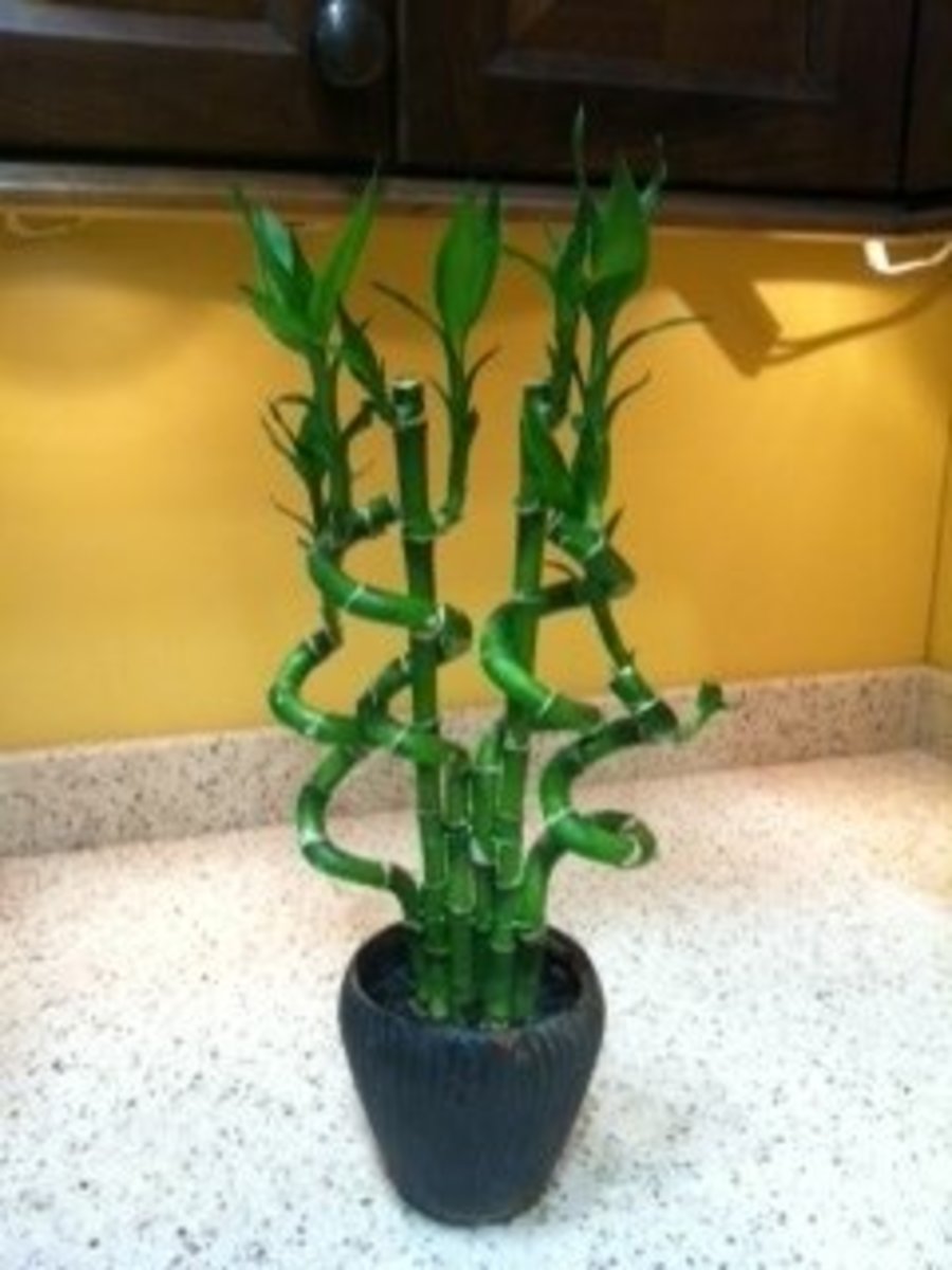 Here is my "Lucky Bamboo."
