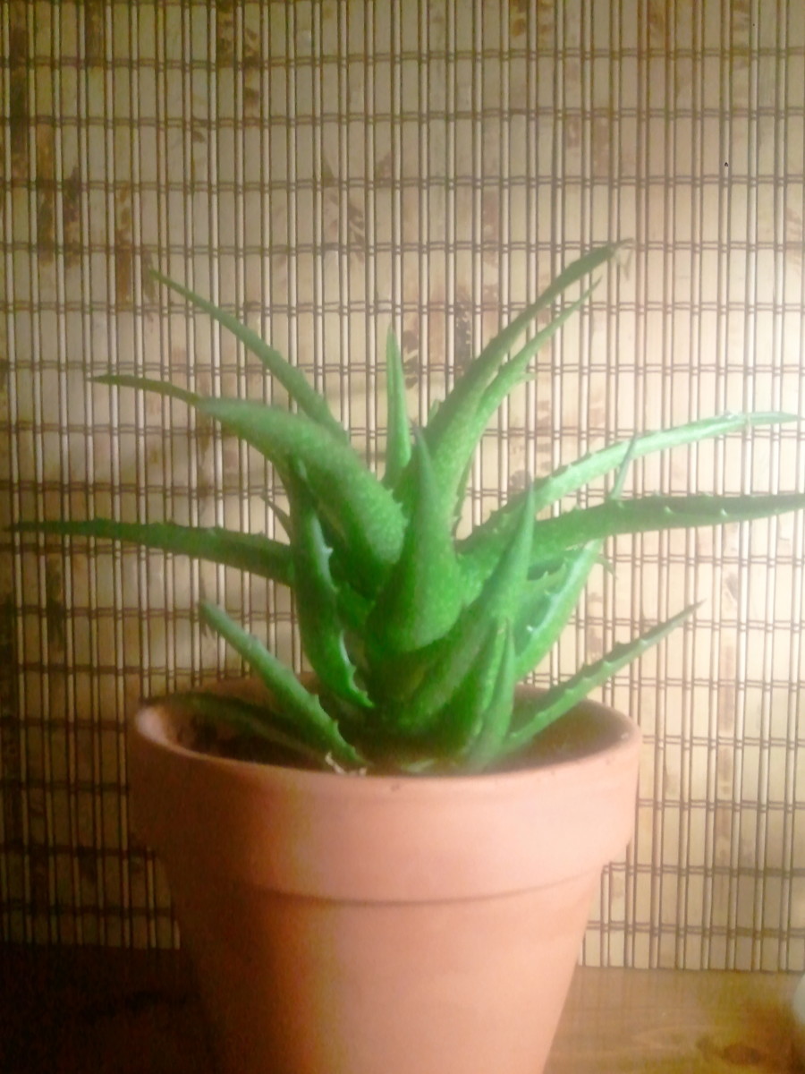 Aloe Vera Care Instructions: How to Keep Your Plant Healthy