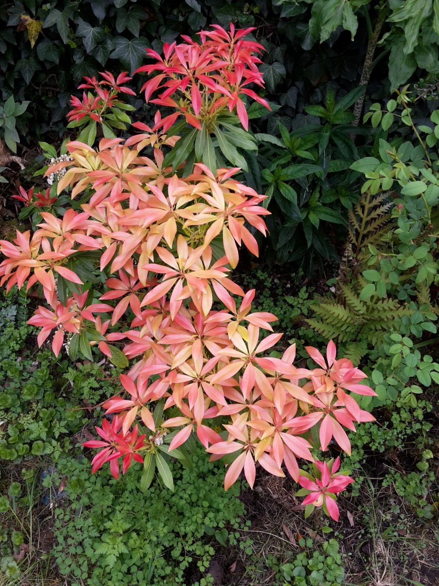 A pieris during the fall when its color begins to fade. 