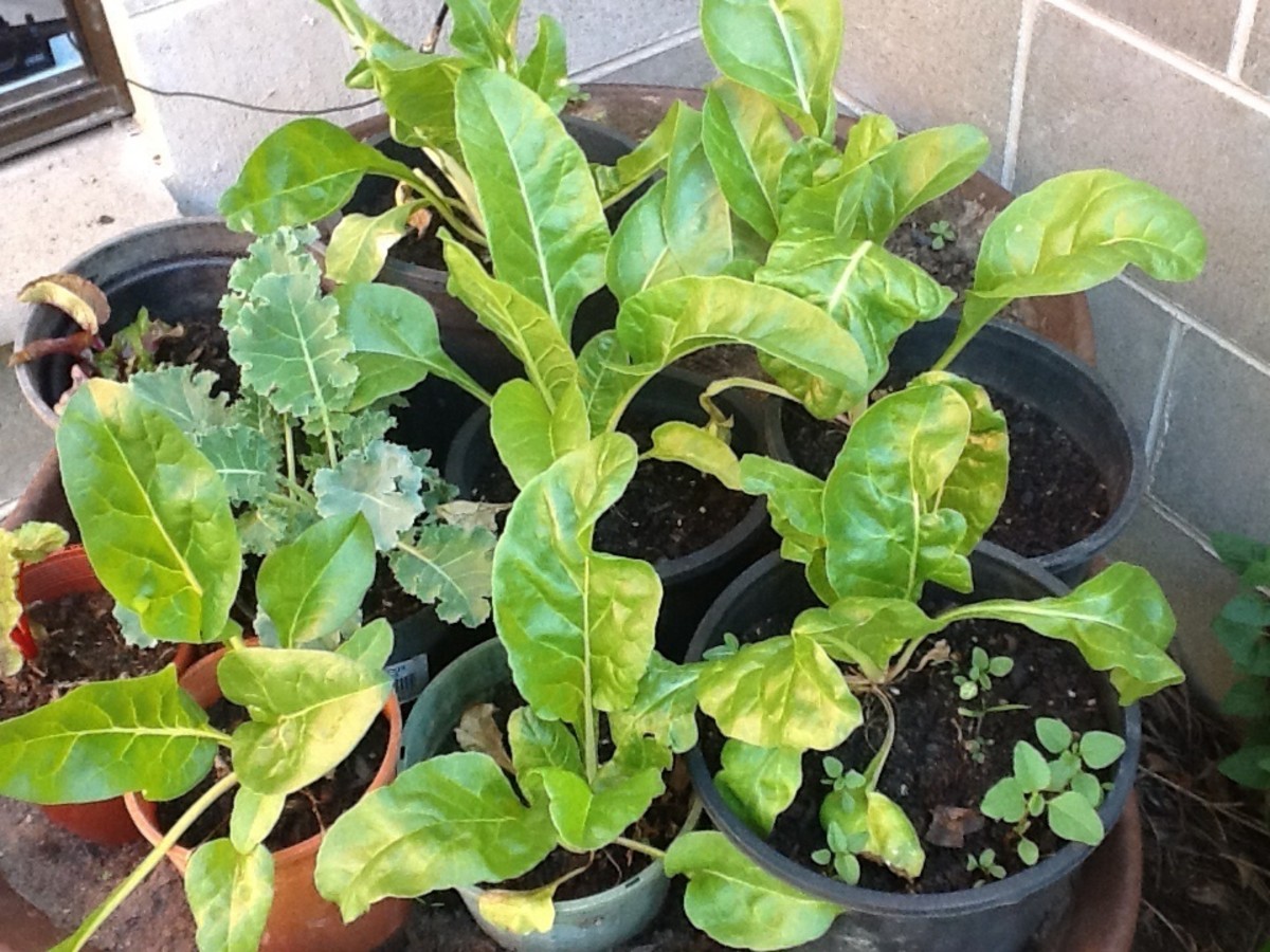 Front yard vegetables in pots