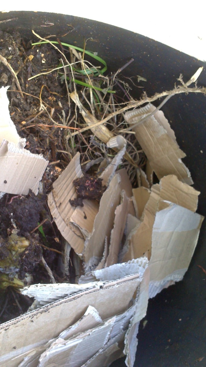 Here I have added dry garden waste from purning and torn up cardboard which I will then mix in with a garden fork.