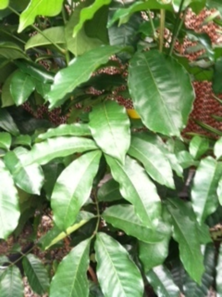 Natal Mahogany can be frequently mistaken for a member of the Ficus family, Schefflera Amate, or the very similar-looking Coffee Arabica plant.