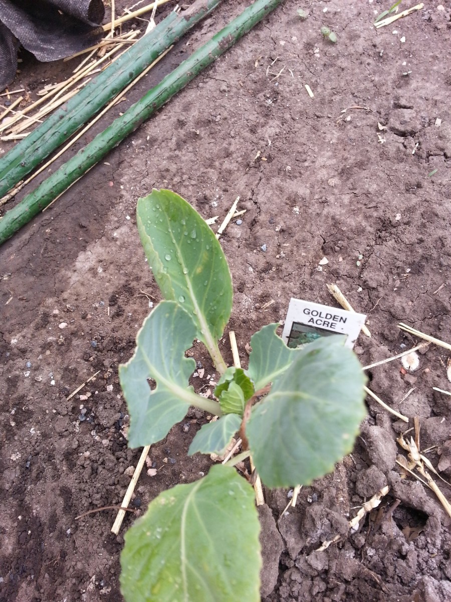 March 21: Cabbage plant survived the freeze and is doing fine.