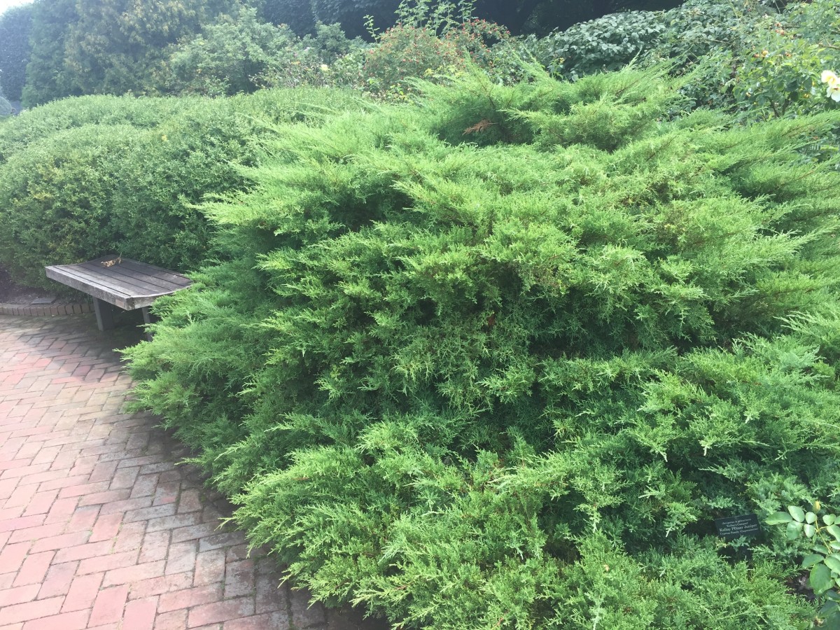 Creeping Juniper Ground Cover Types Care And Propagation Dengarden Home And Garden,Melting Chocolate Chips Brands