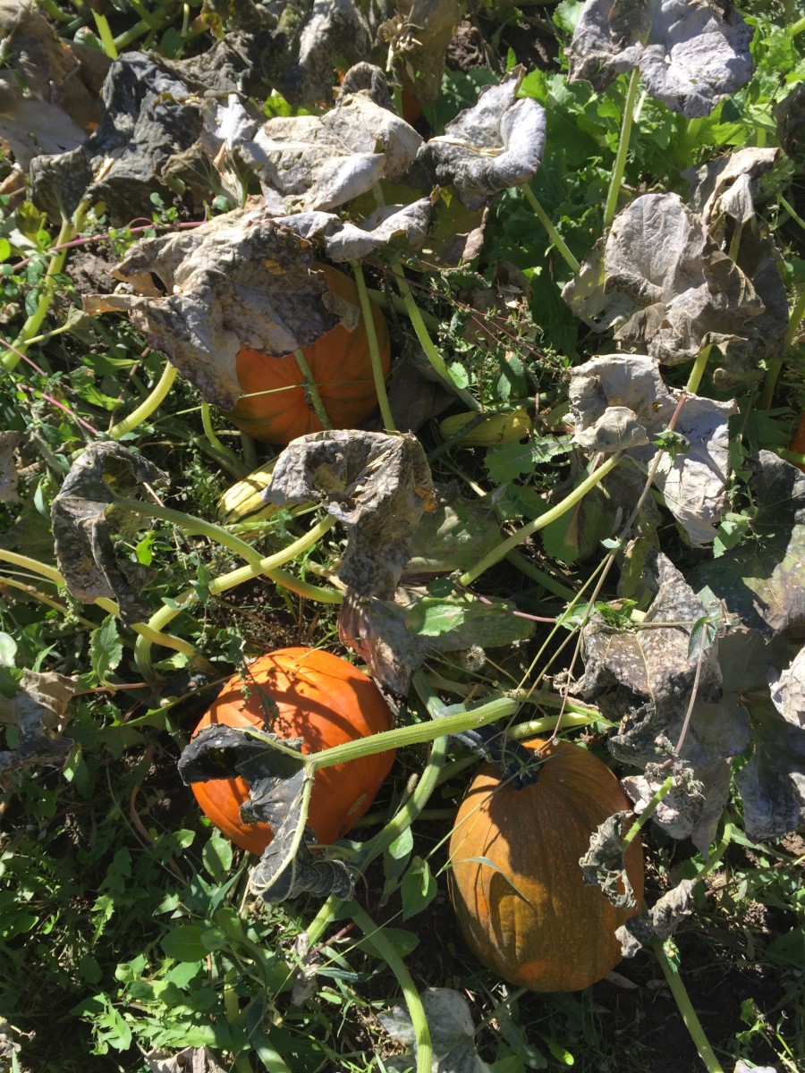 Pumpkin Patch After Unexpected Freeze