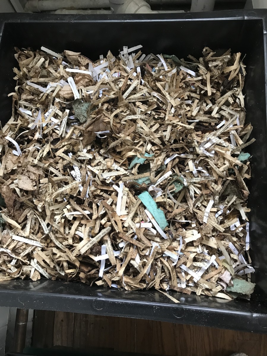 A tray filled with worms, food, compost, and bedding materials will look something like this. This is a feeding tray that has been in use for a couple weeks. A layer of bedding covers the rest of the tray's contents.