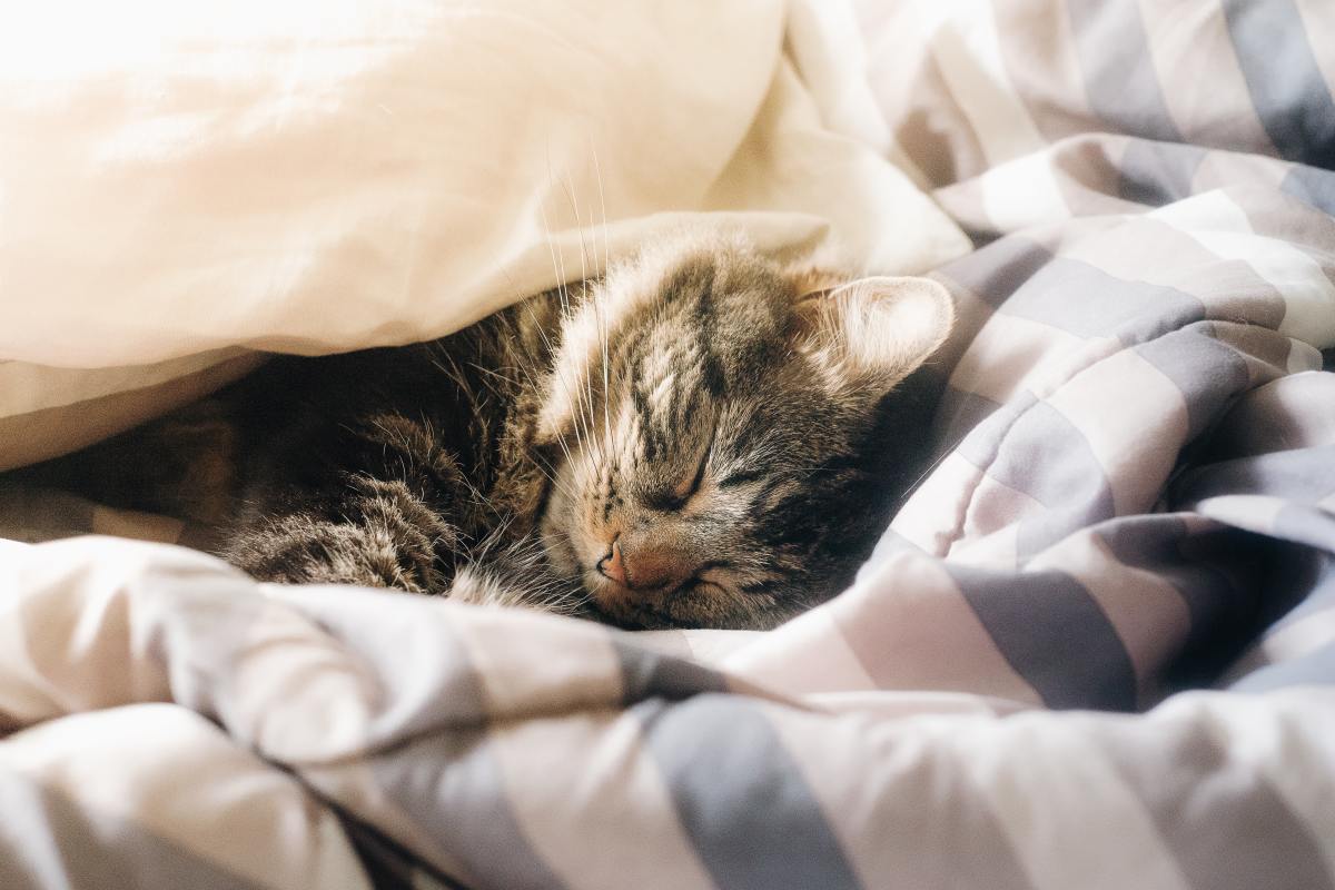 A cat that is recovering from distemper should be kept warm and comfortable.