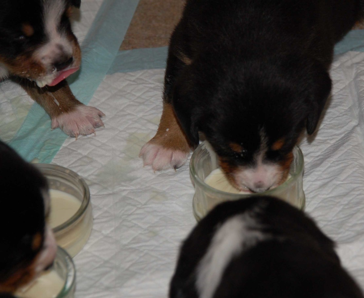 Young puppies enjoying their supplement milk...