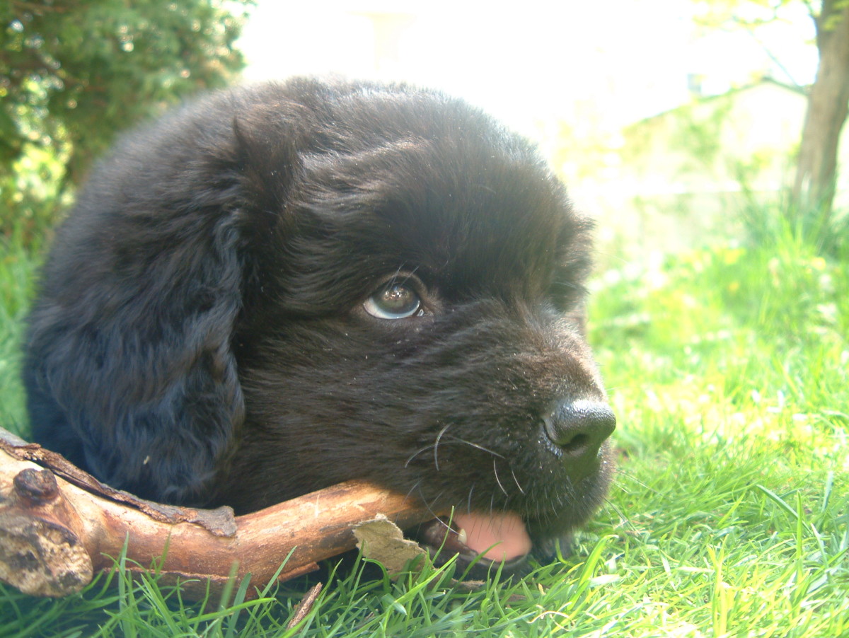 Bruce, my Newfoundland, dog when he was a puppy.