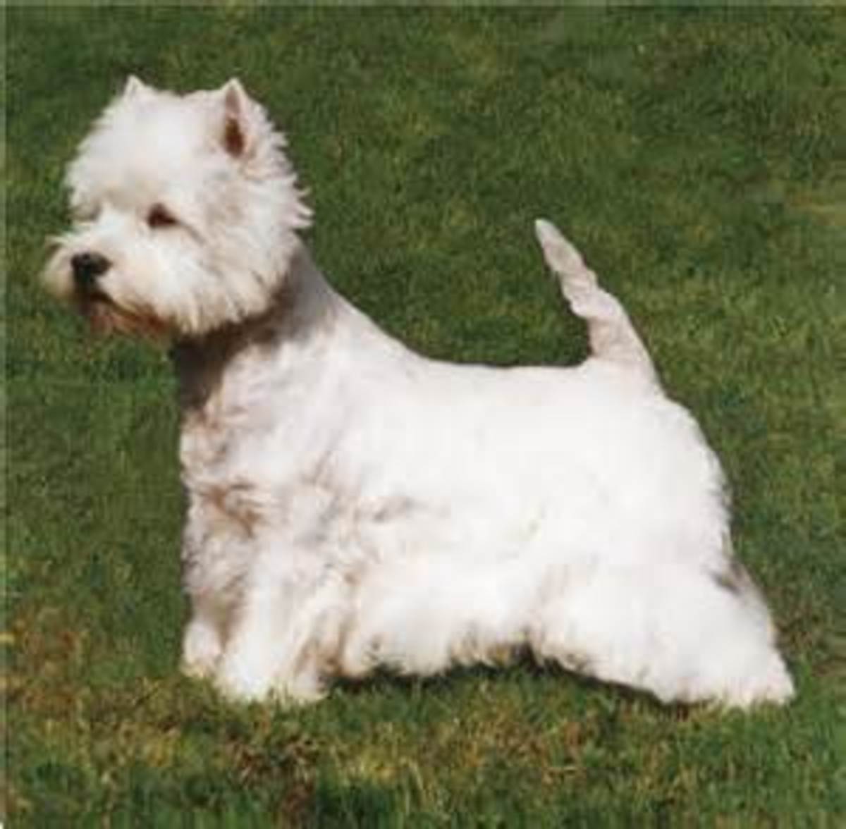 Порода собаки белые в прямым хвостом терьеры