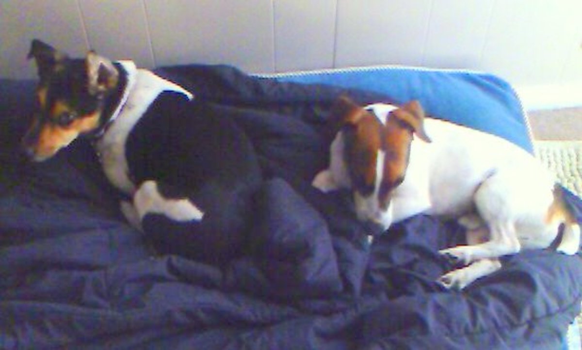 Our Jack Russells: Maggie & Oliver