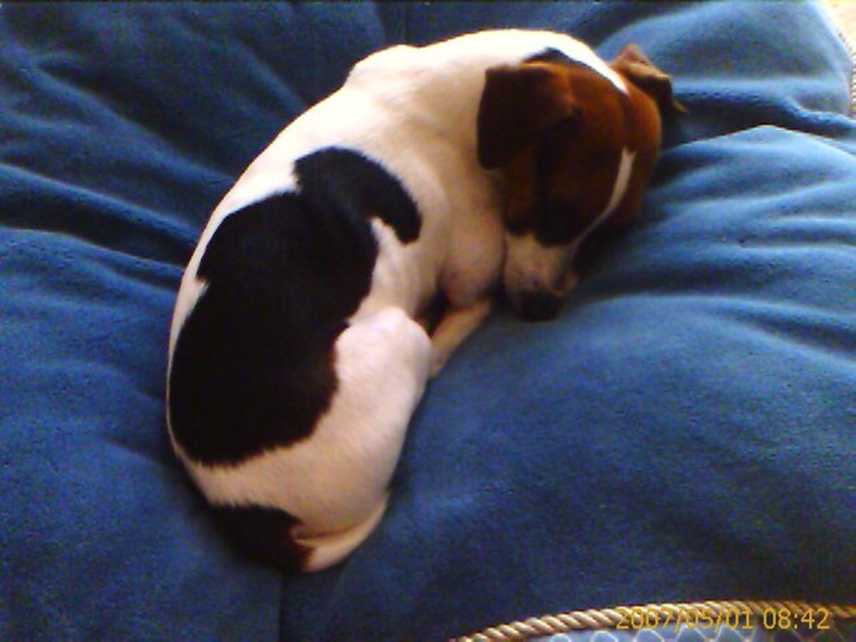 my jack russell sleeps all day