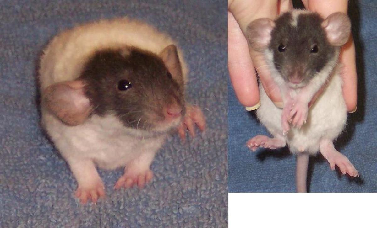Крыса дамбо отличия фото и обычная