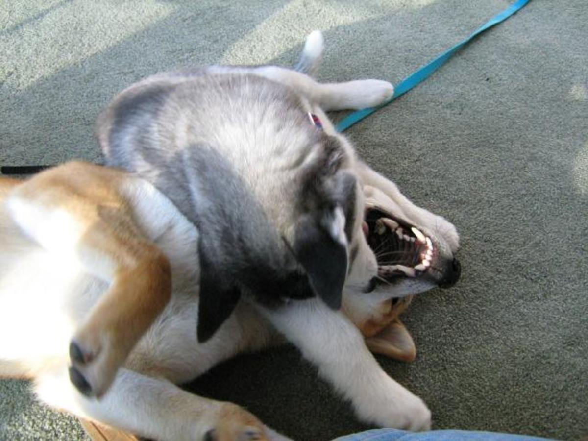 There is usually a reason or a trigger event that sets off dog to dog aggression.