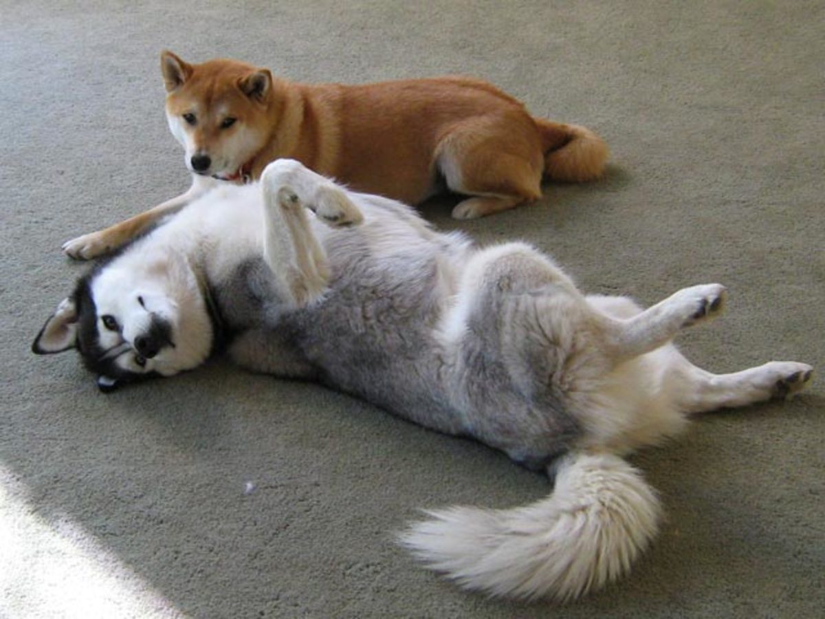 Dog fights usually only arise when both dogs are unwilling to submit.