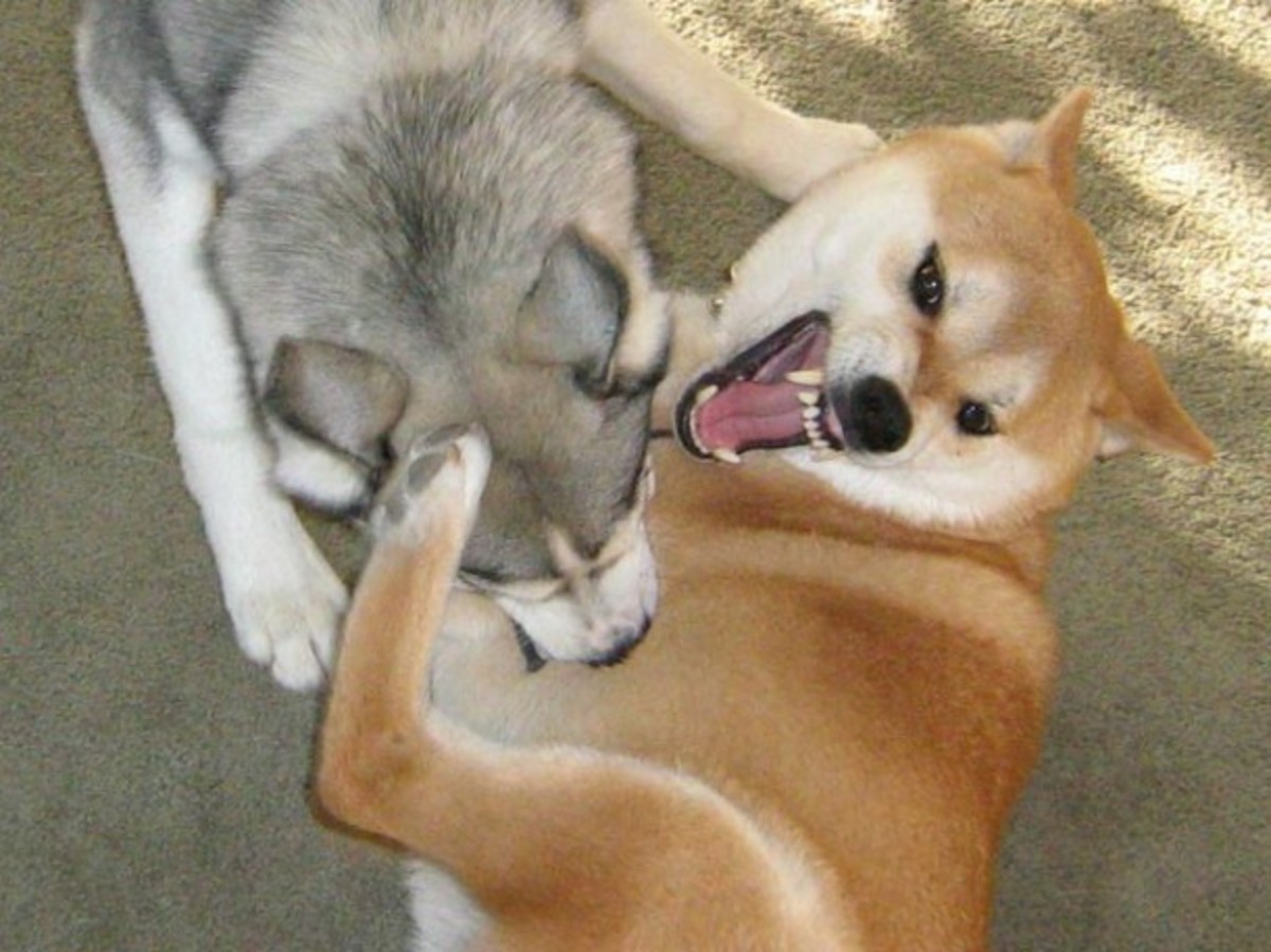 Do dogs try to physically dominate each other?