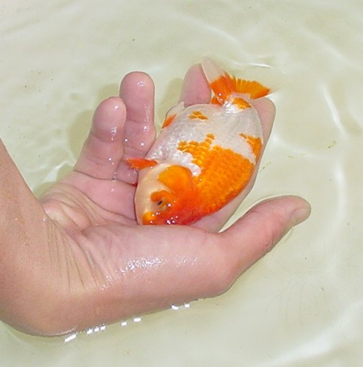 Ranchus are friendly, and some allow their owners to pat them!
