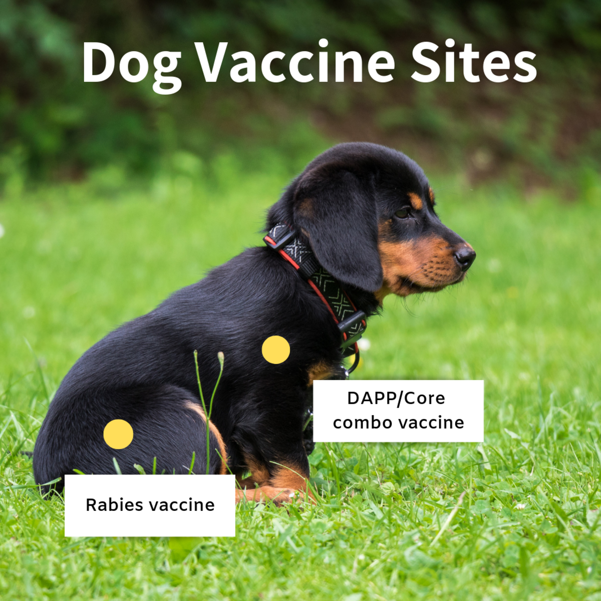 Vaccination sites on a dog located on the right side of the body.