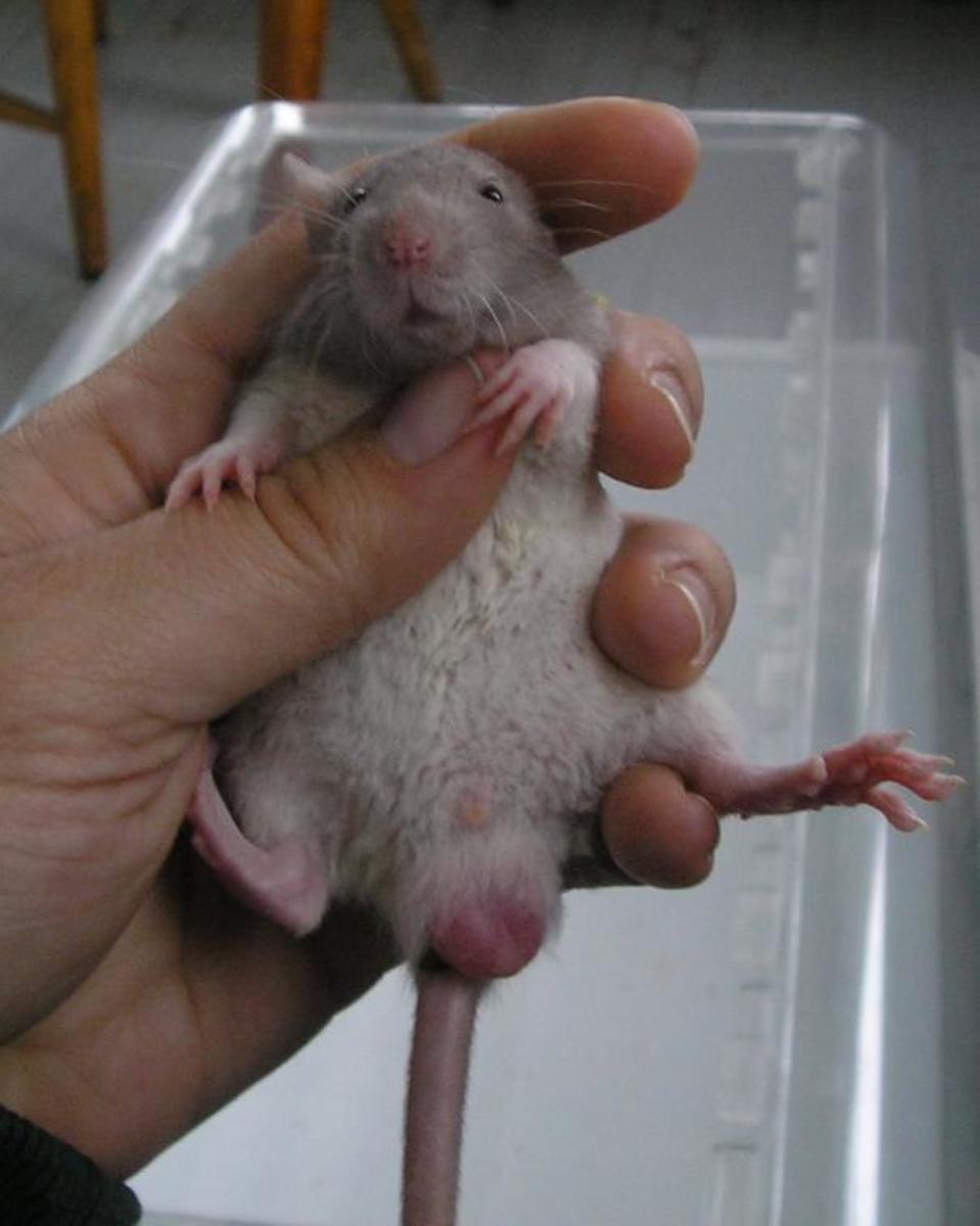 This rat is male.