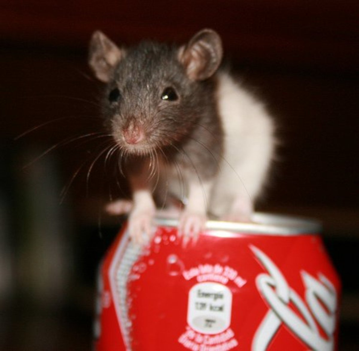 Why Rats Are the World's Smartest and Most Underrated Pets PetHelpful