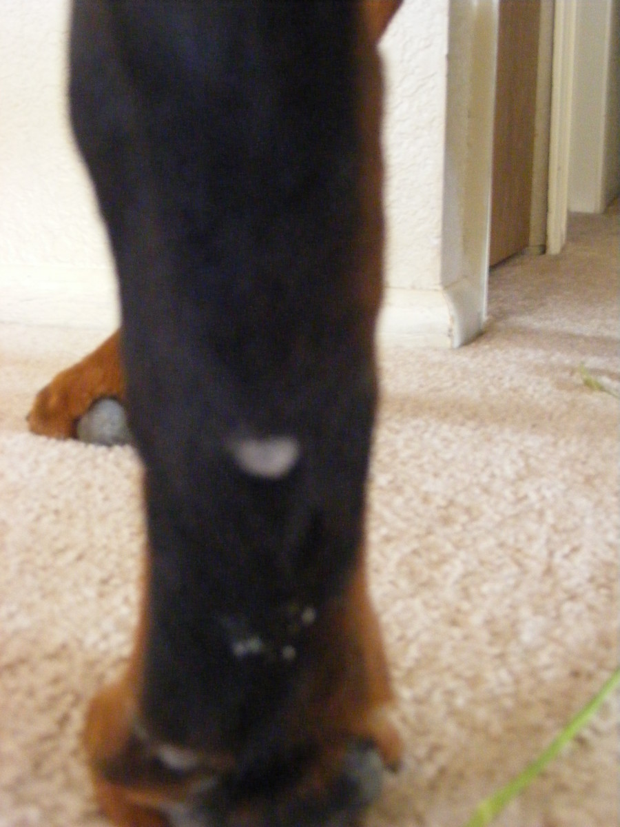 These bumps are not dewclaws but actual hard-to-get-rid-of fire ant bites