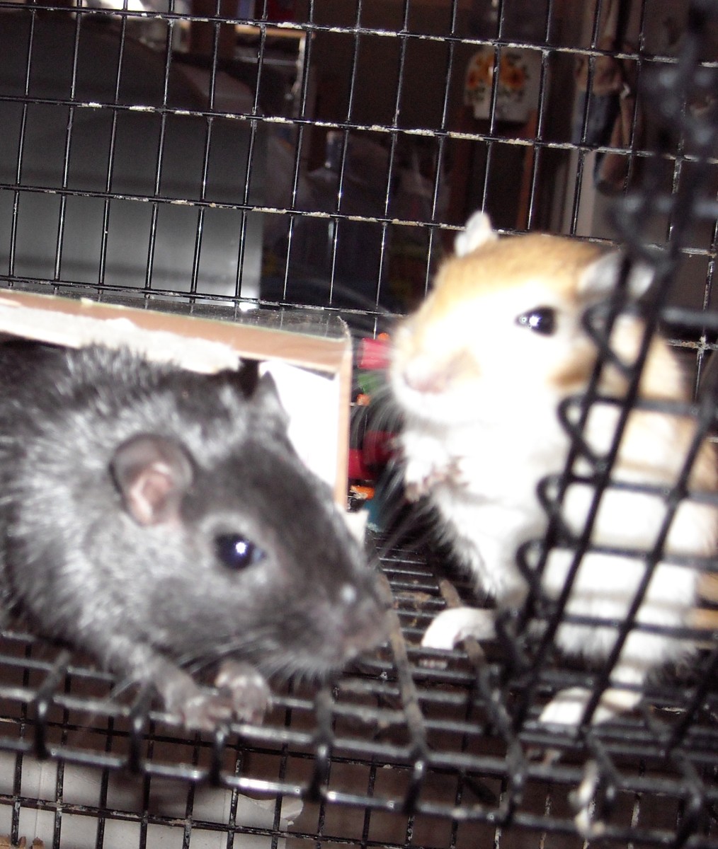 3 Ways to Trim or Wear Down a Gerbil's Teeth and Claws PetHelpful