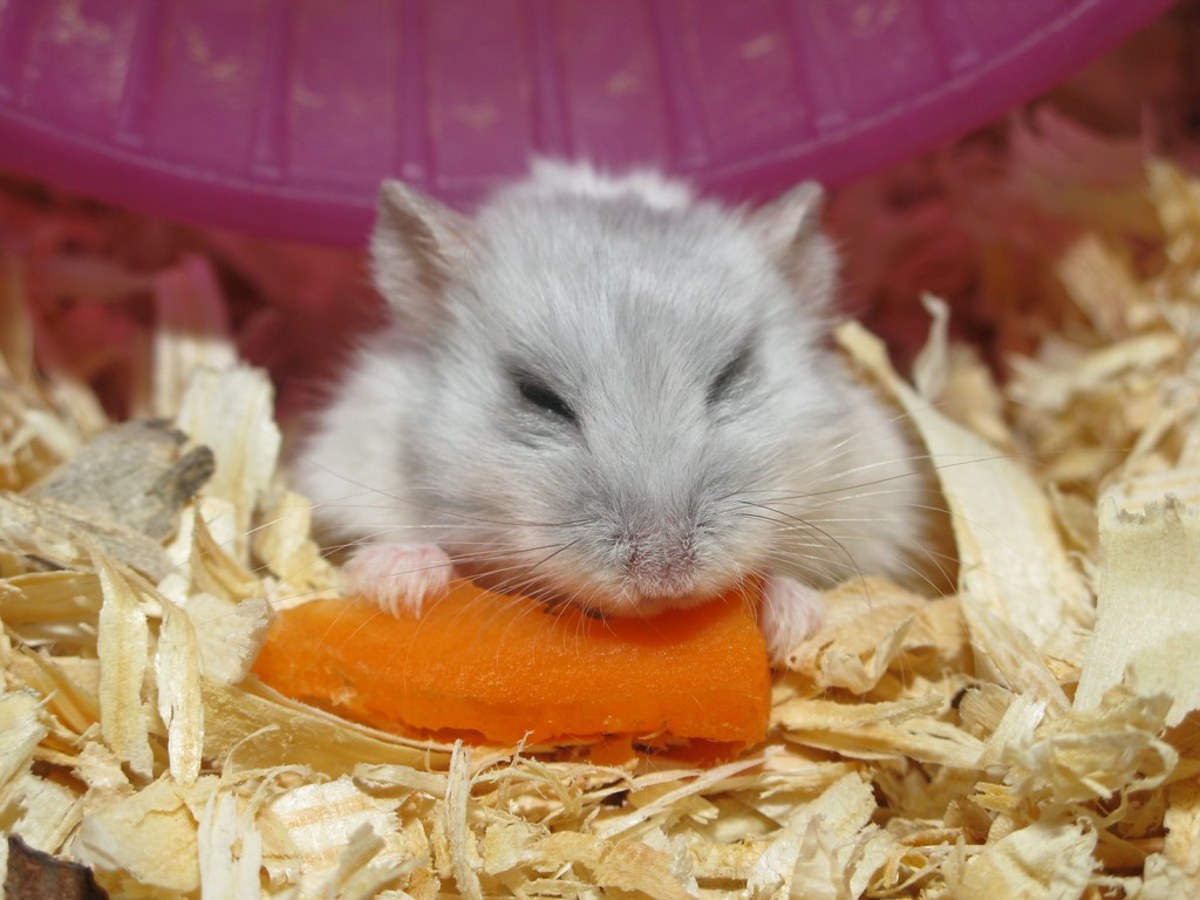 Fresh veggies like carrots make healthy and delicious snacks for gerbils. 