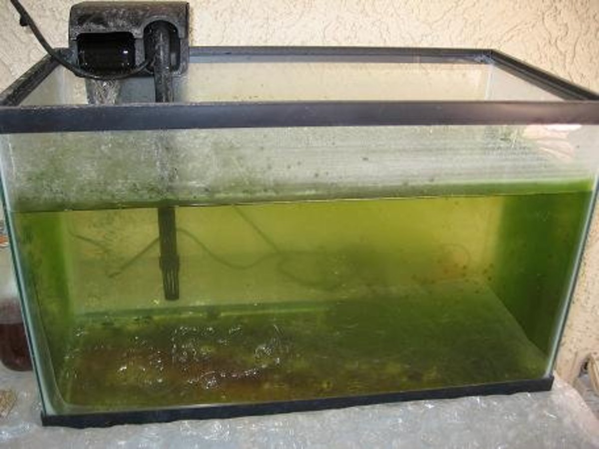 low maintenance fish tank