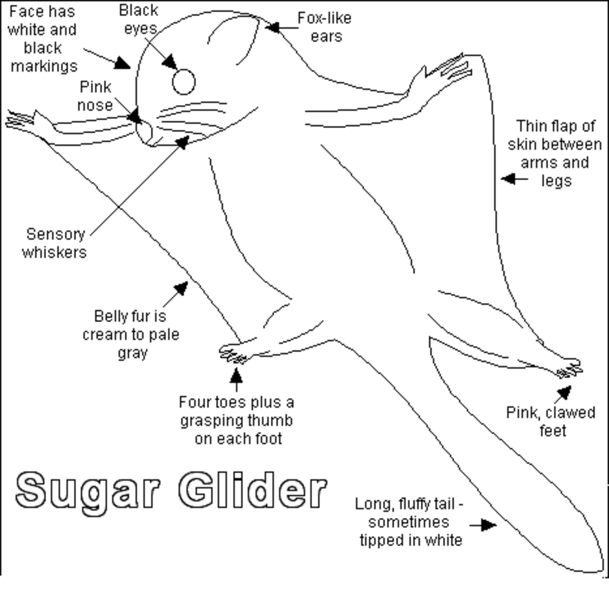 Diagram of a sugar glider in flight. 