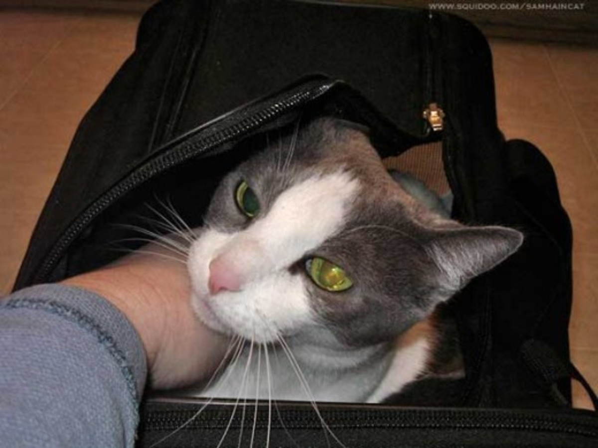 My name is Samhain the Cat, and I've flown many times in this Sherpa Deluxe carrier. It is my favorite airline-approved cat carrier.