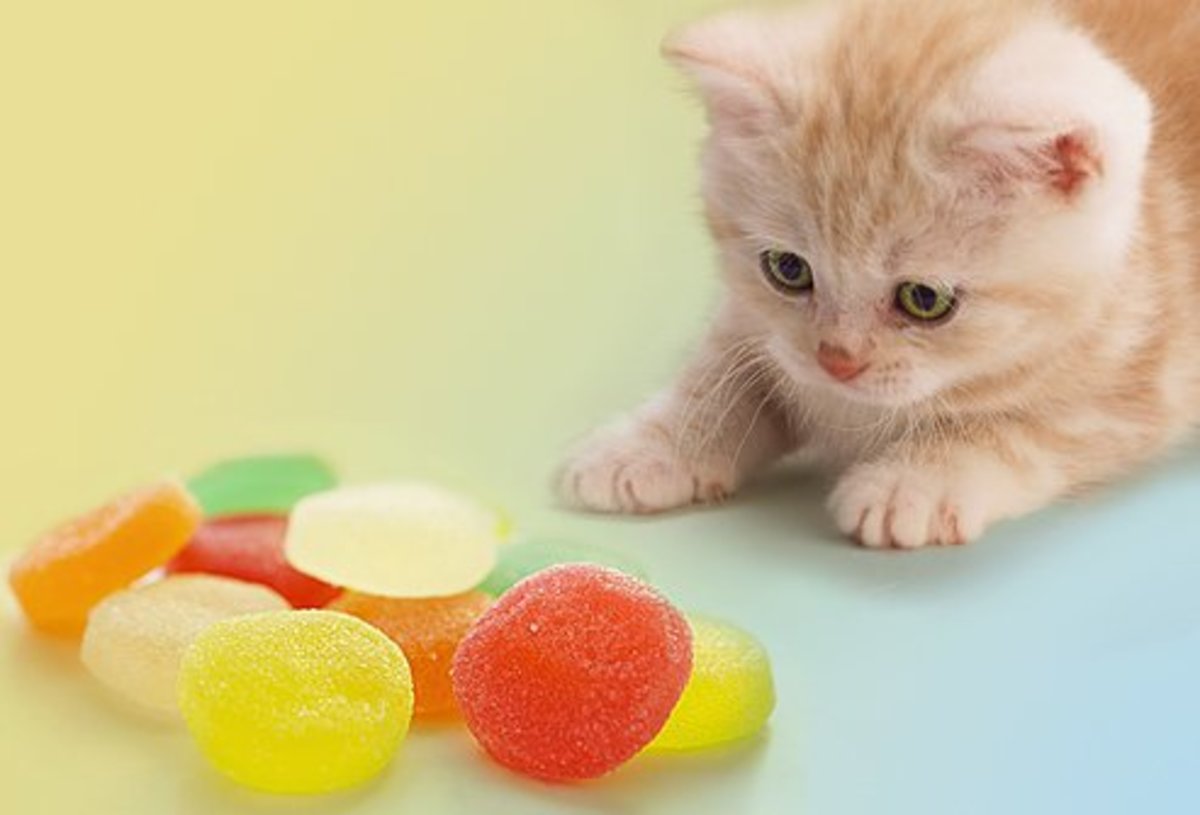 Keep sweets and sugar away from your kitty!