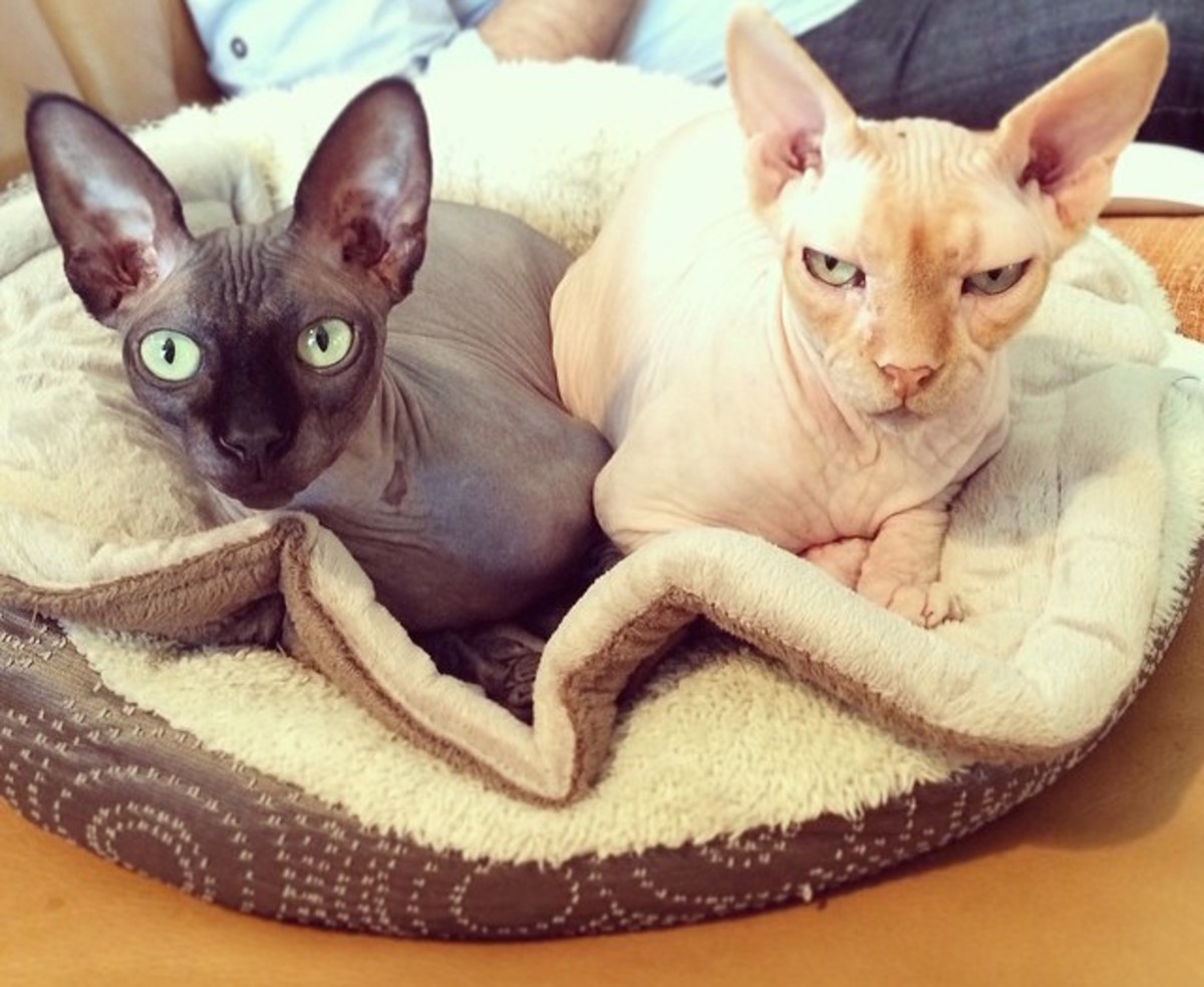 A pair of Sphynx brothers